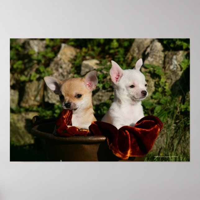 Chihuahua Puppies Poster (Framsidan)