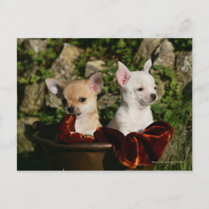 Chihuahua Puppies Vykort