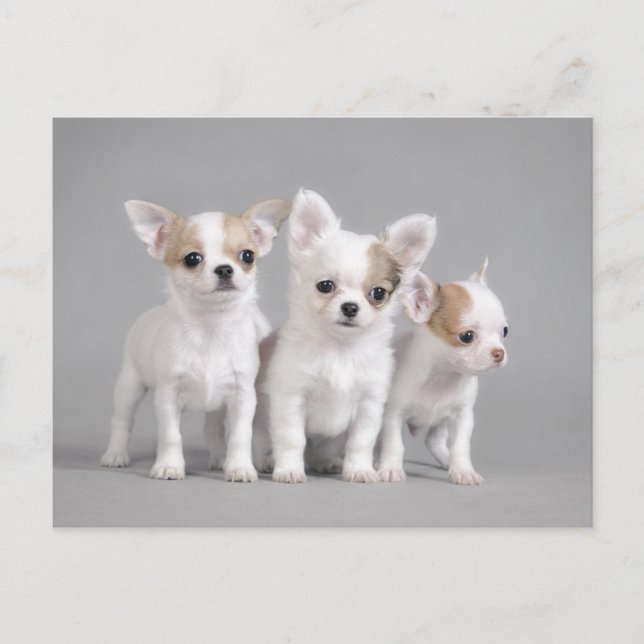 Chihuahua puppies vykort (Framsida)