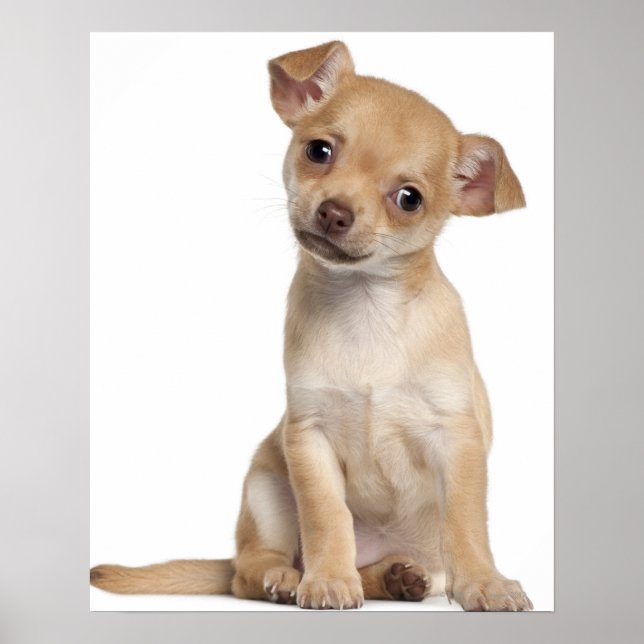 Chihuahua puppy (2 månader gammal) poster (Framsidan)