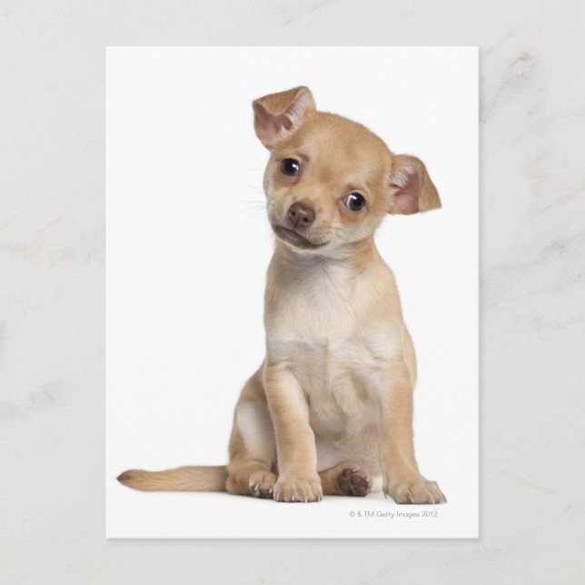 Chihuahua puppy (2 månader gammal) vykort (Framsida)