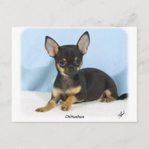 Chihuahua puppy 9W079D-027 Vykort
