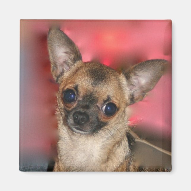 Chihuahua puppy blank magnet (Framsidan)