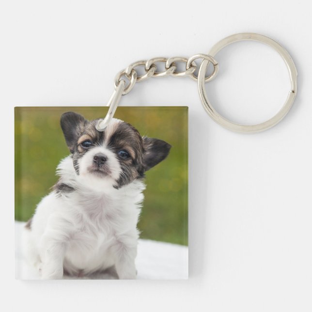 Chihuahua Puppy Cute Photo (Baksidan)