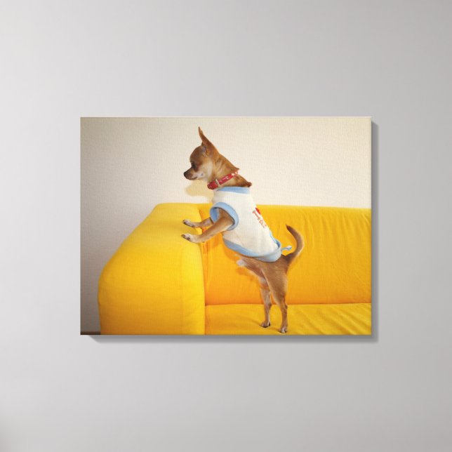 Chihuahua Puppy Gult Soffa Canvastryck (Framsida)