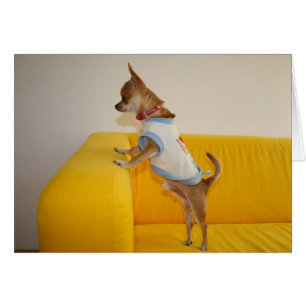 Chihuahua Puppy Gult Soffa OBS Kort