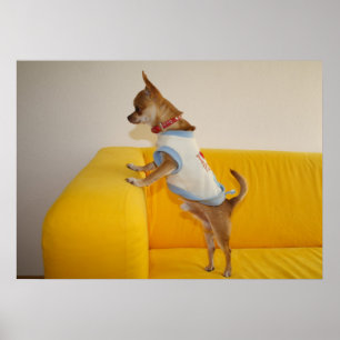Chihuahua Puppy Gult Soffa Poster