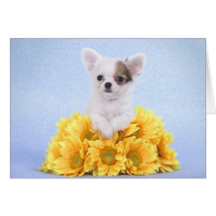 Chihuahua puppy hälsningskort