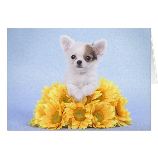 Chihuahua puppy hälsningskort (Framsidan Horizontal)