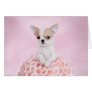 Chihuahua puppy hälsningskort
