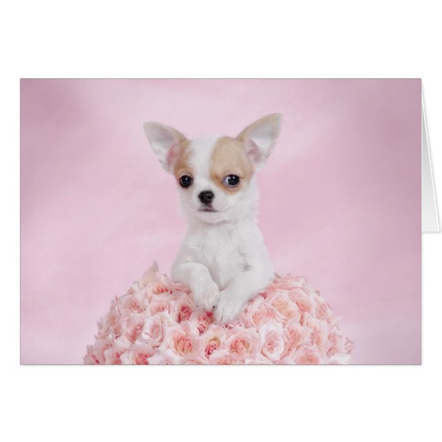 Chihuahua puppy hälsningskort (Framsidan Horizontal)