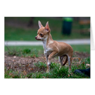 Chihuahua Puppy Hälsningskort