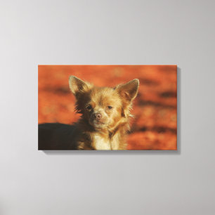 Chihuahua Puppy Headshot Canvastryck