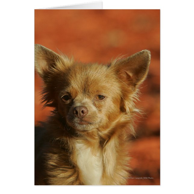 Chihuahua Puppy Headshot Hälsningskort (Framsidan)