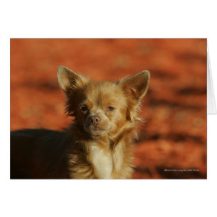 Chihuahua Puppy Headshot Hälsningskort