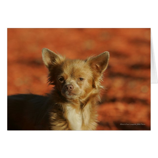 Chihuahua Puppy Headshot Hälsningskort (Framsidan Horizontal)