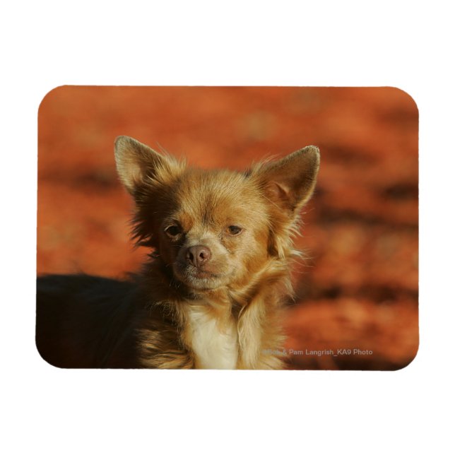 Chihuahua Puppy Headshot Magnet (Horisontell)