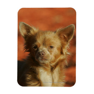 Chihuahua Puppy Headshot Magnet