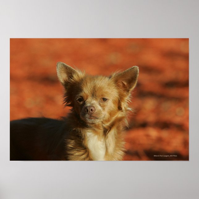 Chihuahua Puppy Headshot Poster (Framsidan)