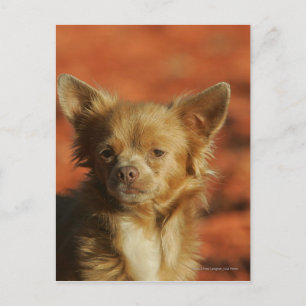 Chihuahua Puppy Headshot Vykort