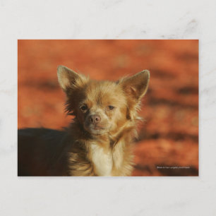 Chihuahua Puppy Headshot Vykort