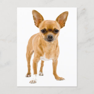 Chihuahua Puppy Hund Blank Hälsning-kort Vykort