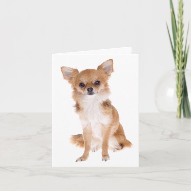 Chihuahua Puppy Hund Blank Notecard Kort (Framsida)
