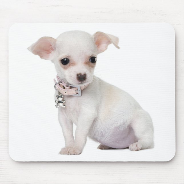 Chihuahua Puppy Hund Computer Mousepad Musmatta (Framsidan)