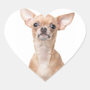 Chihuahua Puppy Hund Heart Hjärtformat Klistermärke