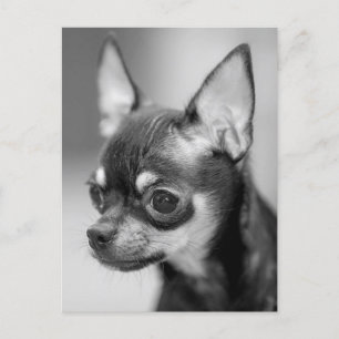 Chihuahua Puppy-Hund-vykort Vykort