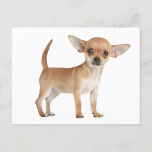 Chihuahua Puppy-Hund-vykort Vykort