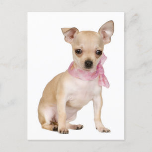 Chihuahua Puppy-Hund-vykort Vykort