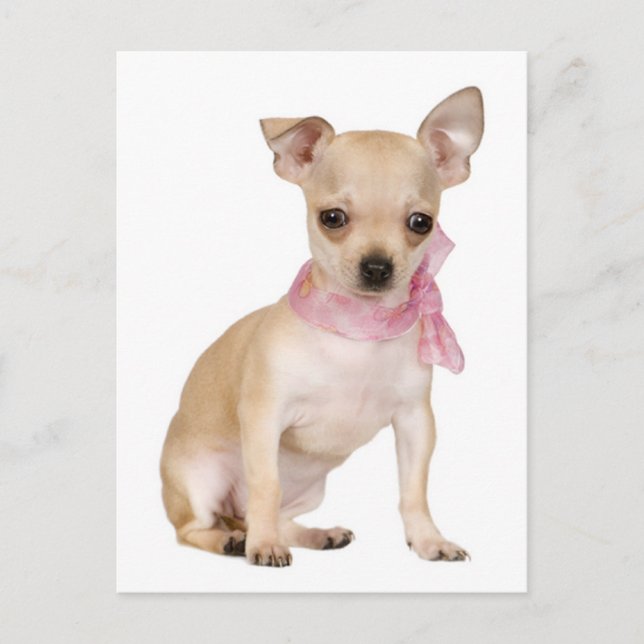 Chihuahua Puppy-Hund-vykort Vykort (Framsida)