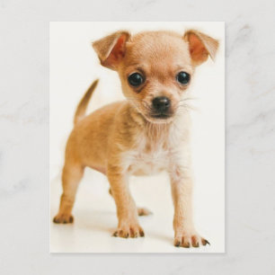 Chihuahua Puppy-Hund-vykort Vykort