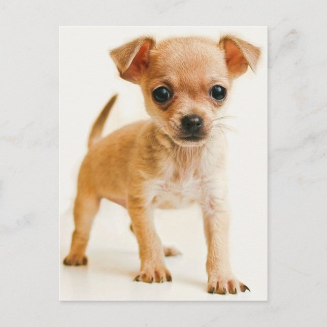 Chihuahua Puppy-Hund-vykort Vykort (Framsida)