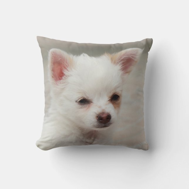 Chihuahua puppy i en trädgård kudde (Framsida)