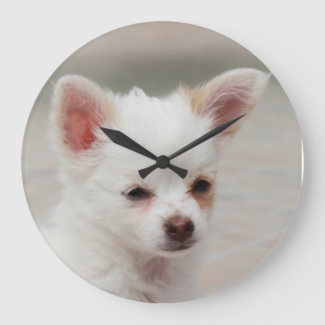 Chihuahua puppy i en trädgård stor klocka (Framsida)