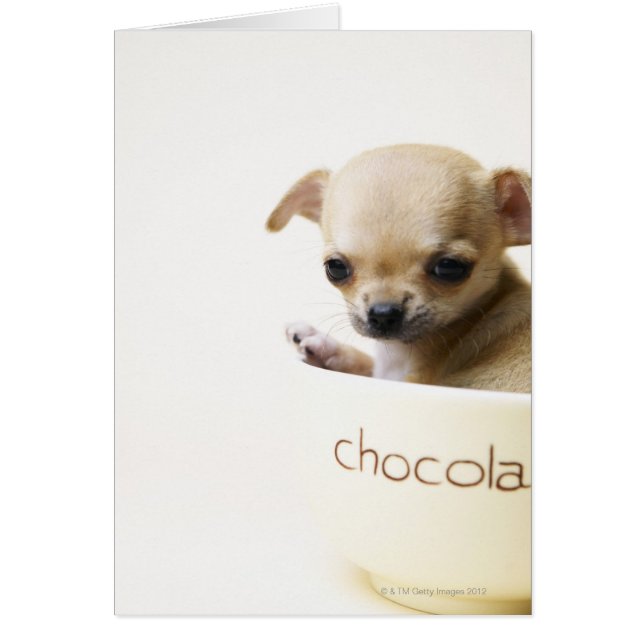 Chihuahua puppy in bowl (beskuren) hälsningskort (Framsidan)