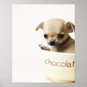 Chihuahua puppy in bowl (beskuren) poster