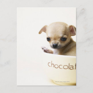 Chihuahua puppy in bowl (beskuren) vykort