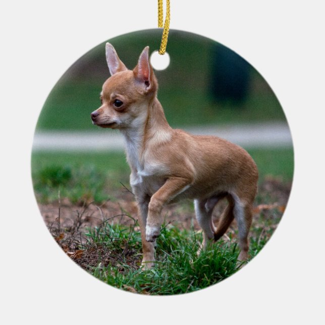 Chihuahua Puppy Julgransprydnad Keramik (Framsidan)
