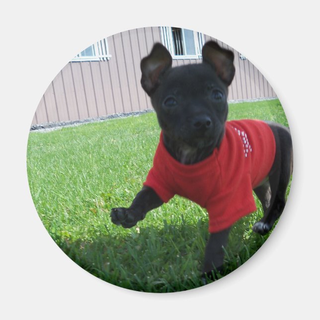 Chihuahua Puppy Magnet (Framsidan)