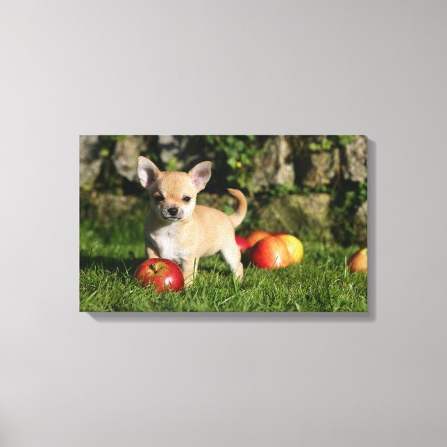 Chihuahua Puppy med äpplen Canvastryck (Framsida)