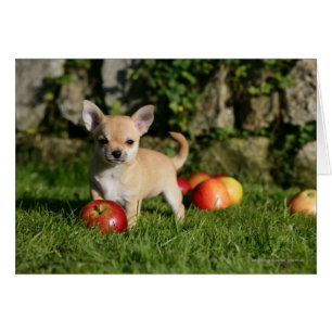 Chihuahua Puppy med äpplen Hälsningskort
