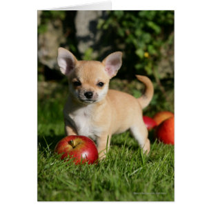 Chihuahua Puppy med äpplen Hälsningskort