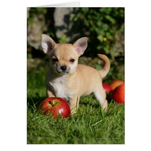Chihuahua Puppy med äpplen Hälsningskort (Framsidan)