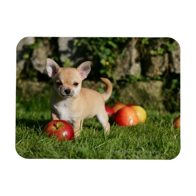 Chihuahua Puppy med äpplen Magnet (Horisontell)