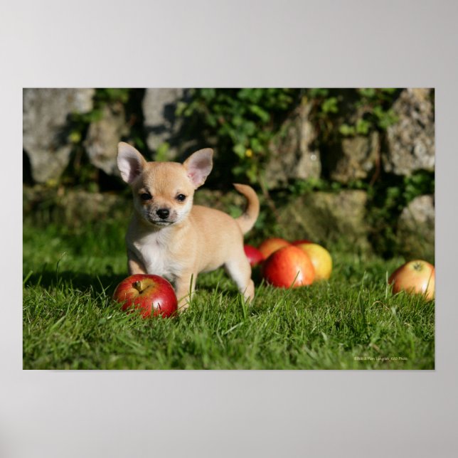 Chihuahua Puppy med äpplen Poster (Framsidan)