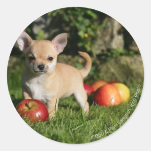 Chihuahua Puppy med äpplen Runt Klistermärke