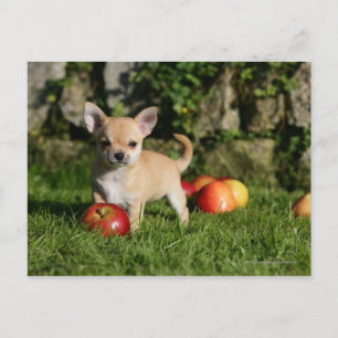 Chihuahua Puppy med äpplen Vykort